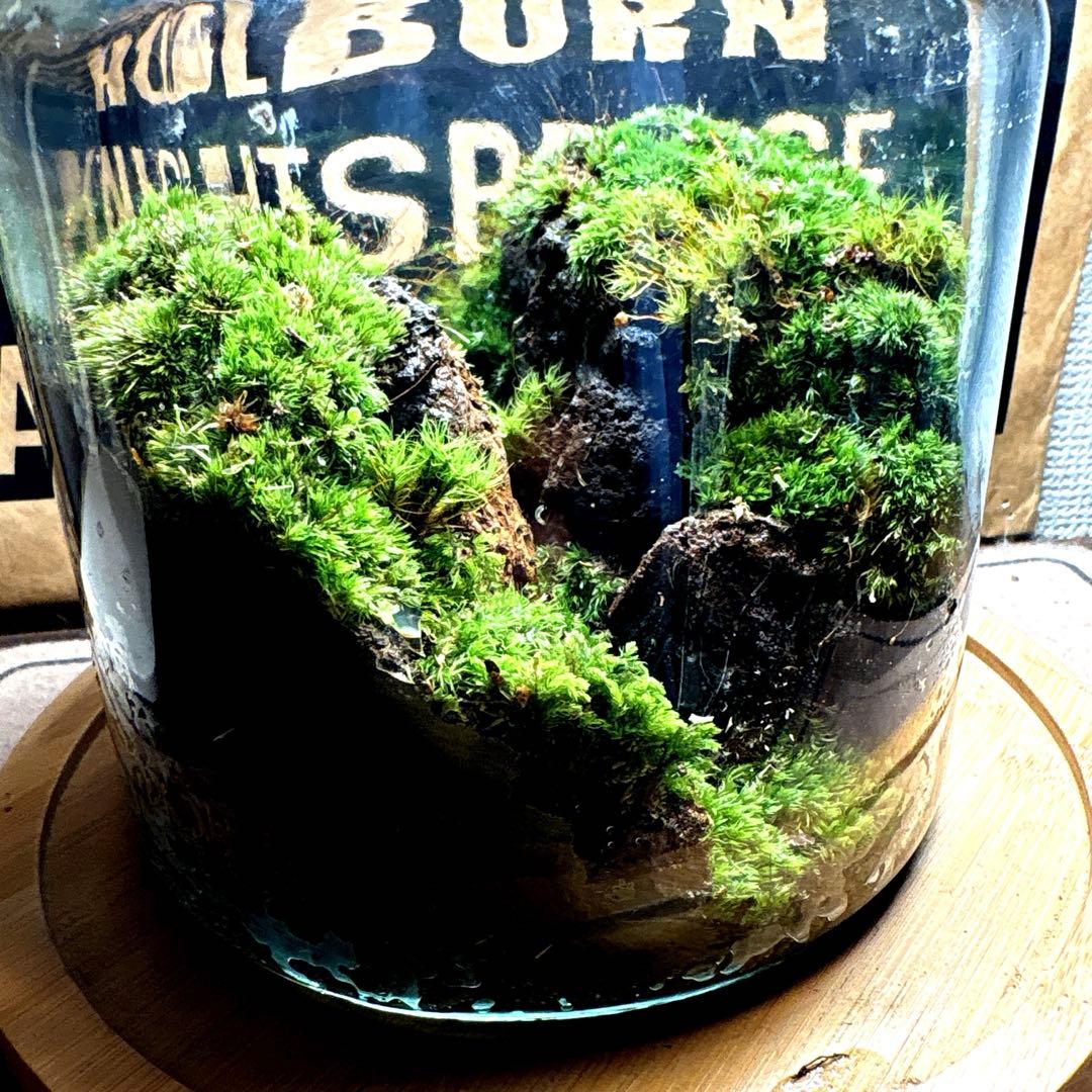 ❣️苔アート❣️水の無い谷底❣️完成品❣️送料込み❣️