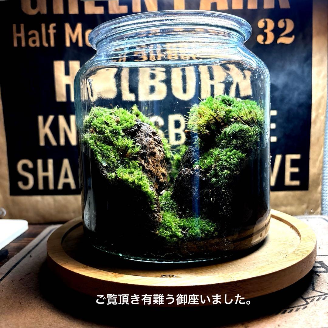 ❣️苔アート❣️水の無い谷底❣️完成品❣️送料込み❣️