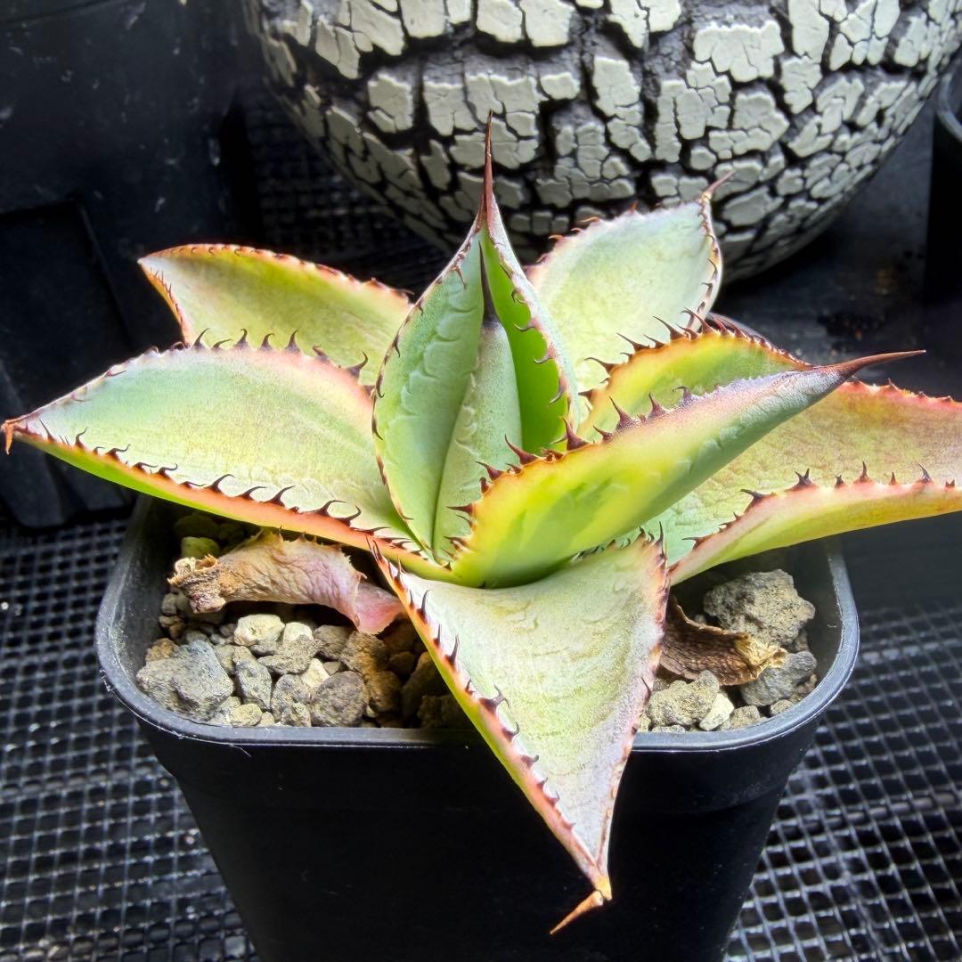 アガベ ハイブリッドボビコルヌータ × ピグマエア 'Illusion' 斑入り