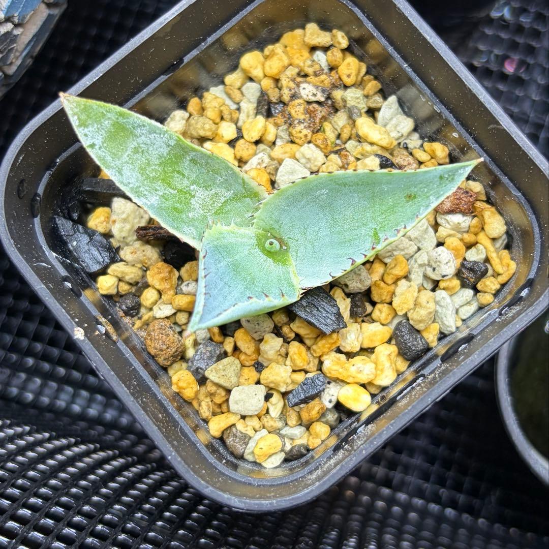 アガベ ハイブリッドボビコルヌータ × ピグマエア 'Illusion' 斑入り