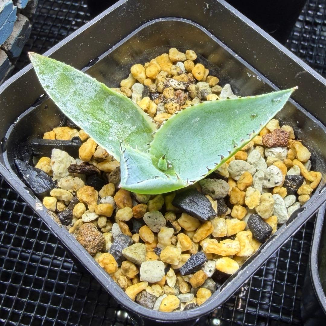 アガベ ハイブリッドボビコルヌータ × ピグマエア 'Illusion' 斑入り