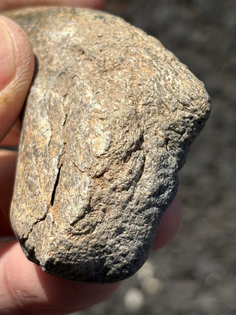 スコミムス　爪　化石