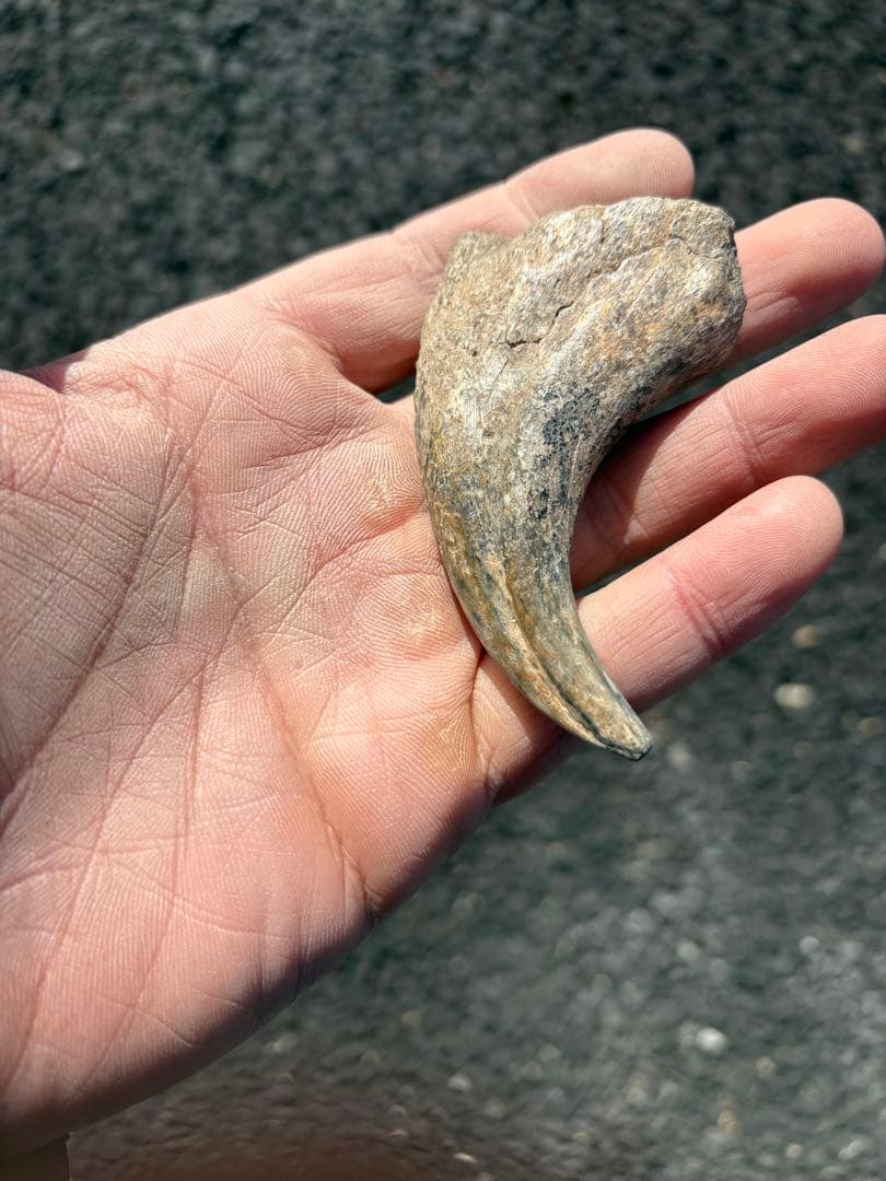 スコミムス　爪　化石