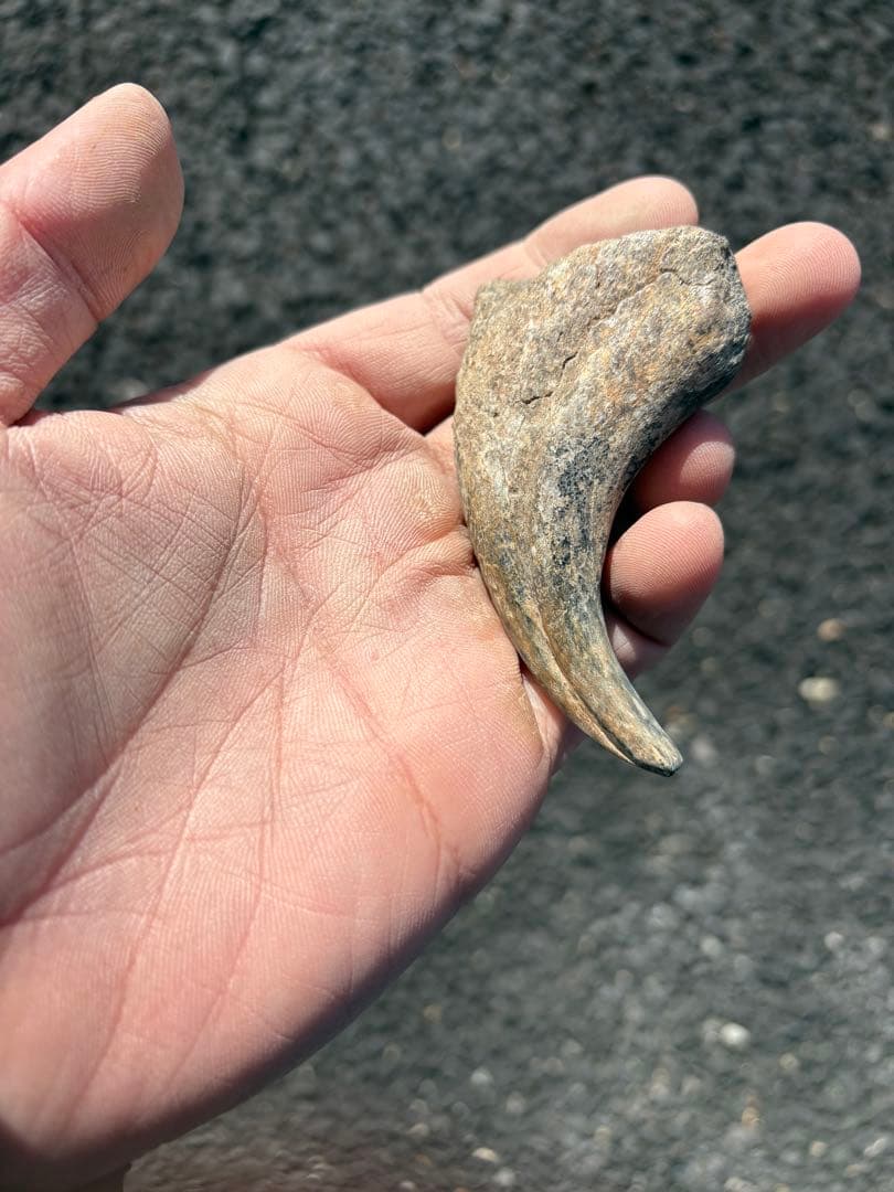 スコミムス　爪　化石