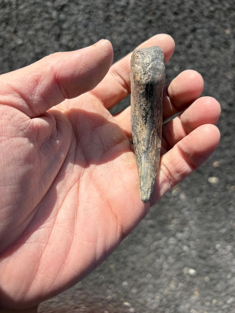 スコミムス　爪　化石