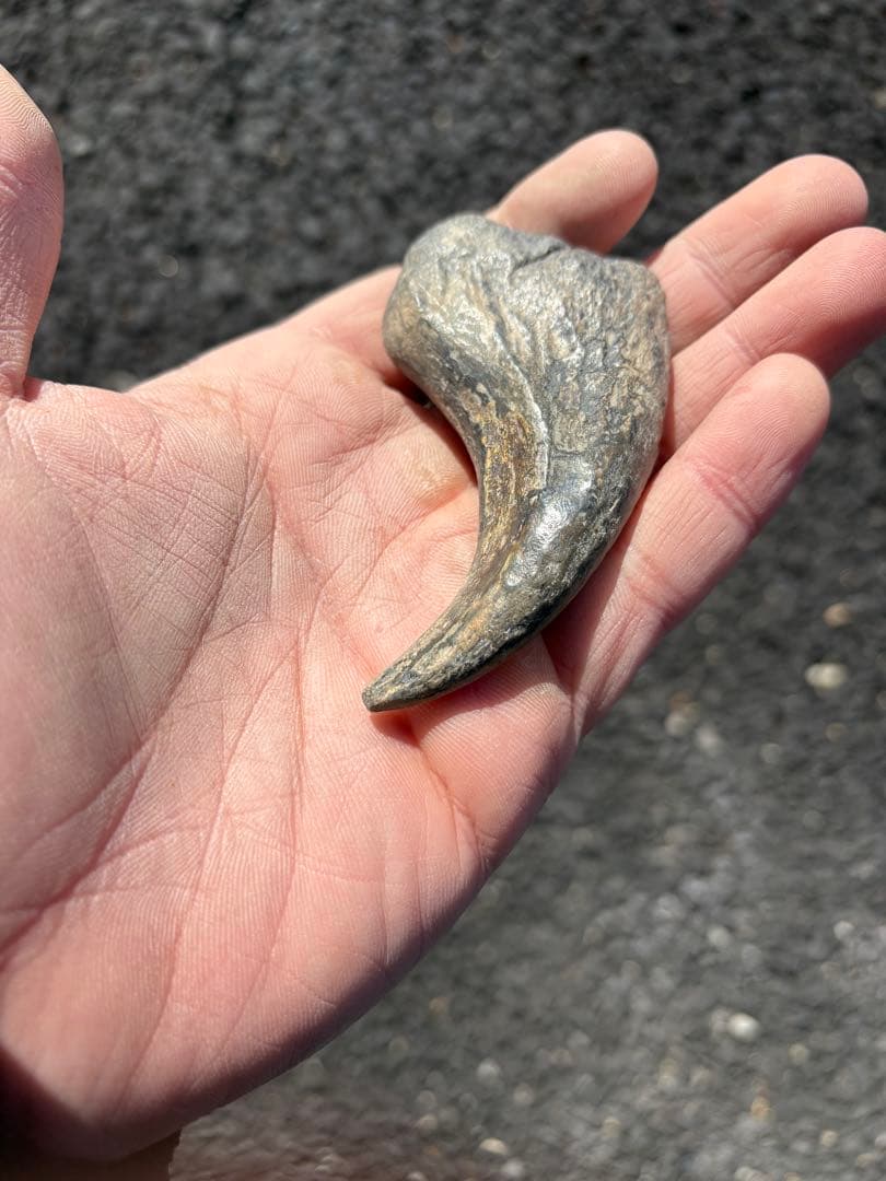 スコミムス　爪　化石