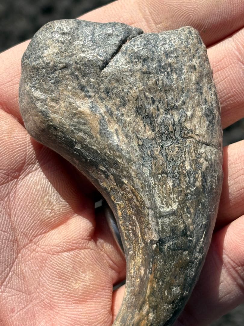 スコミムス　爪　化石