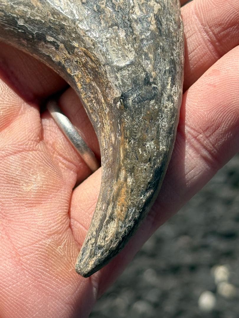 スコミムス　爪　化石