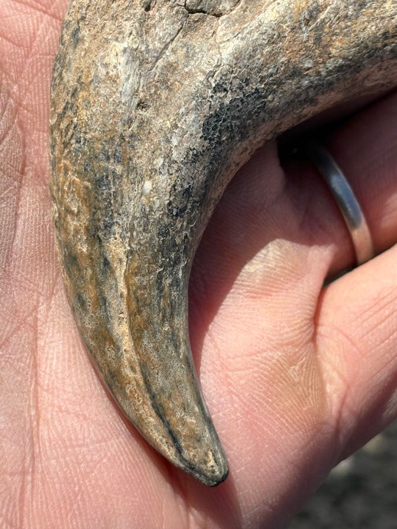 スコミムス　爪　化石