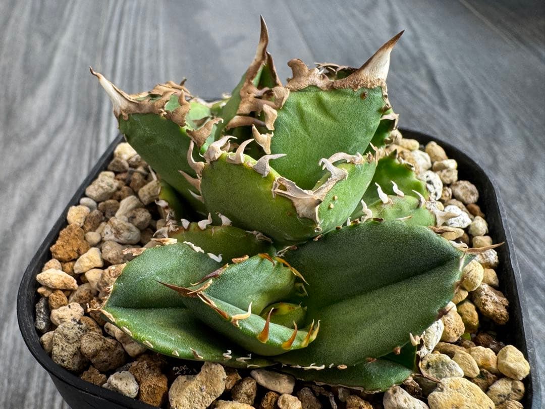 アガベ　OC皇冠の子株付き小株