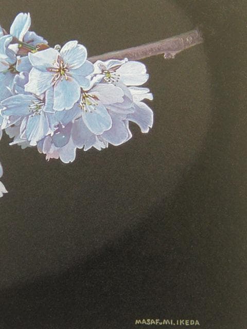 池田誠史、桜、希少な画集より、新品高級額・額装付、状態良好