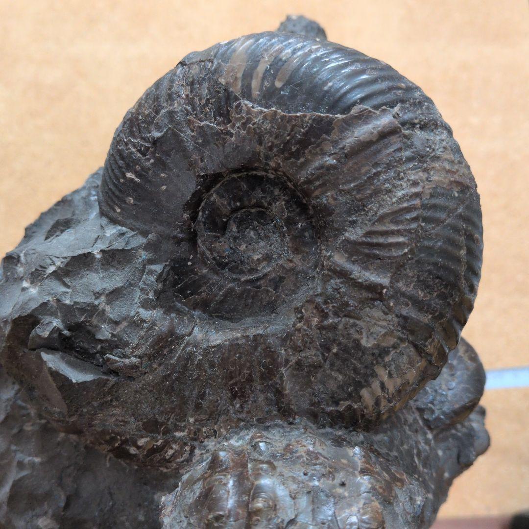 アンモナイト化石 (447)木製台座付き