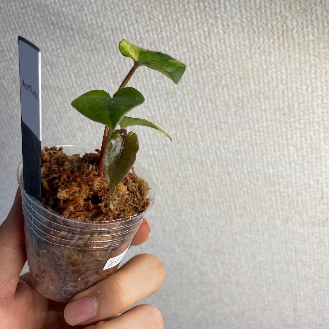 R*0様 Anthurium AOS✖️RVDP斑入り