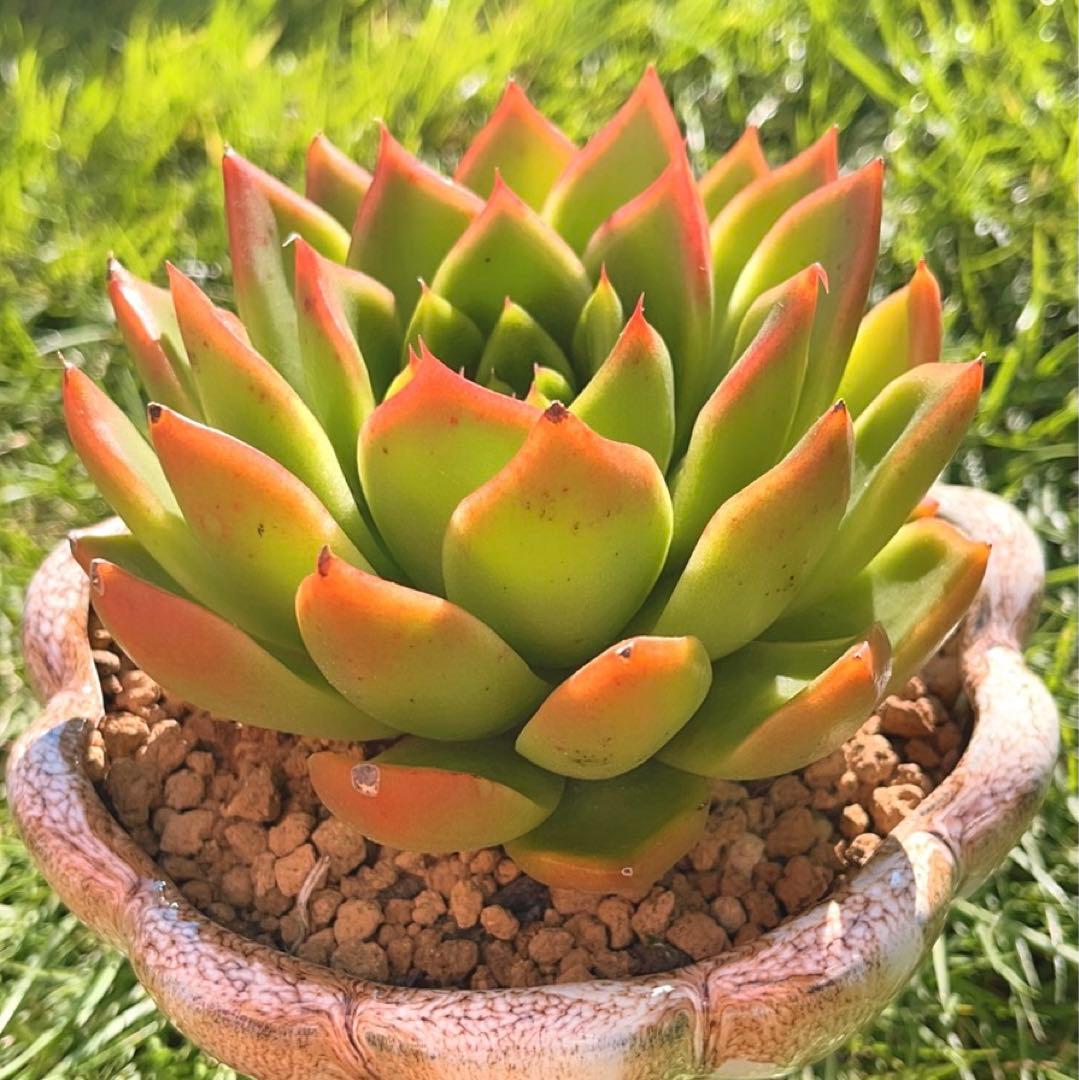 多肉植物❤️フロリディティール ❤️1頭12cm!拔き苗！三年生！セダム  おまけ