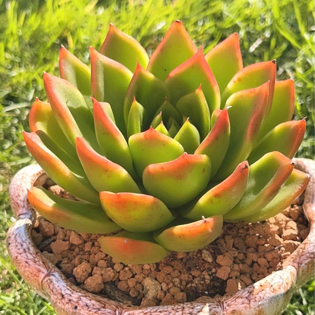 多肉植物❤️フロリディティール ❤️1頭12cm!拔き苗！三年生！セダム  おまけ