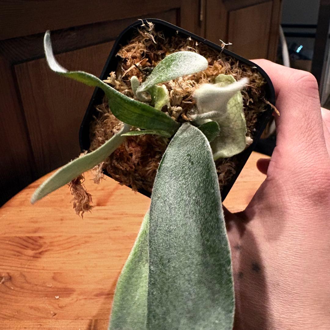 ビカクシダ P. veitchii 'Auburn ' pup 2