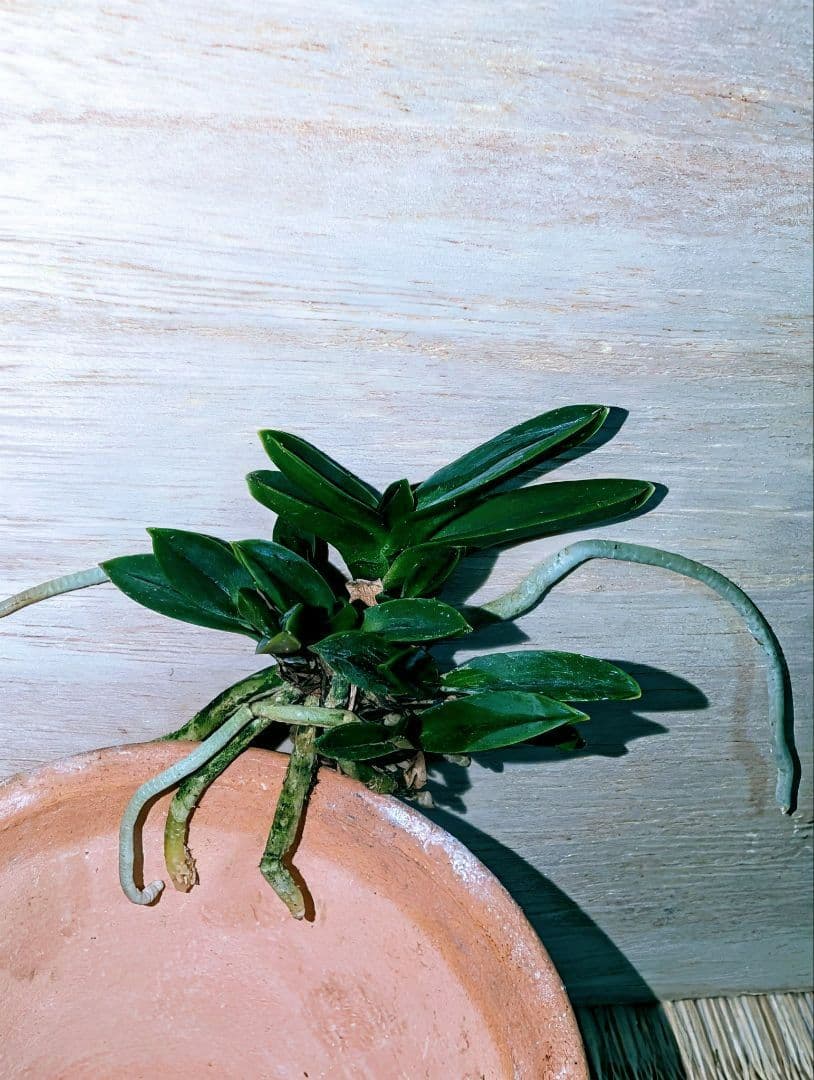 富貴蘭　百華繚乱（7本株立ち）