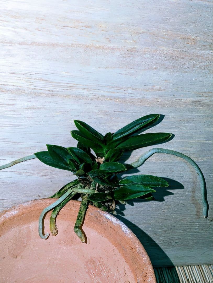 富貴蘭　百華繚乱（7本株立ち）