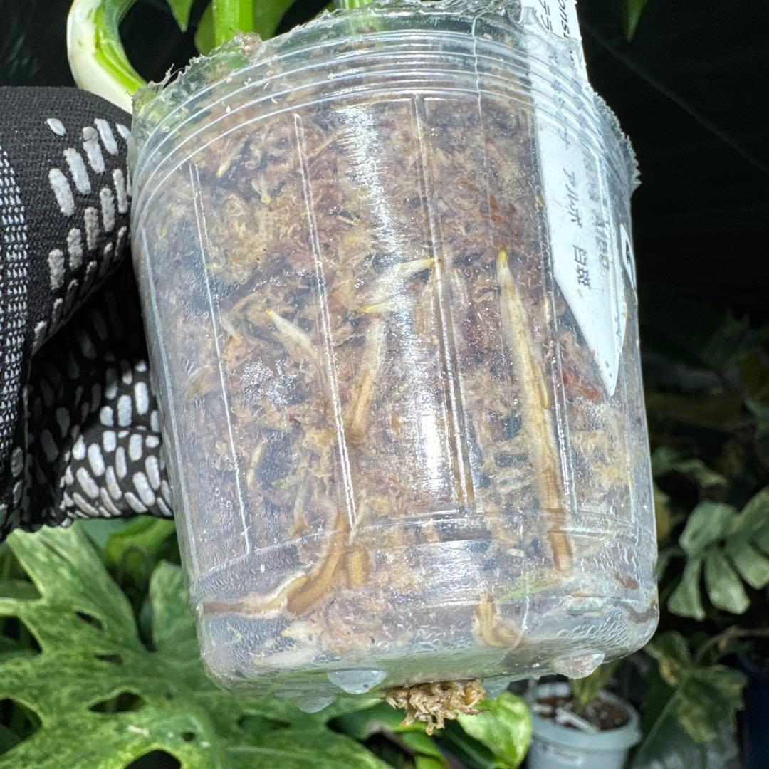 ALB7 モンステラ　ボルギシアナ　アルボ　ホワイトタイガー白斑　健康カット苗