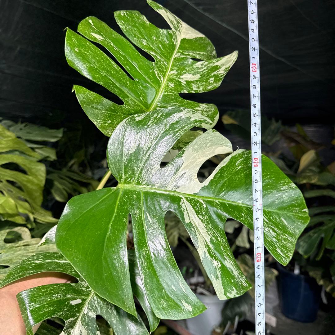 ALB7 モンステラ　ボルギシアナ　アルボ　ホワイトタイガー白斑　健康カット苗