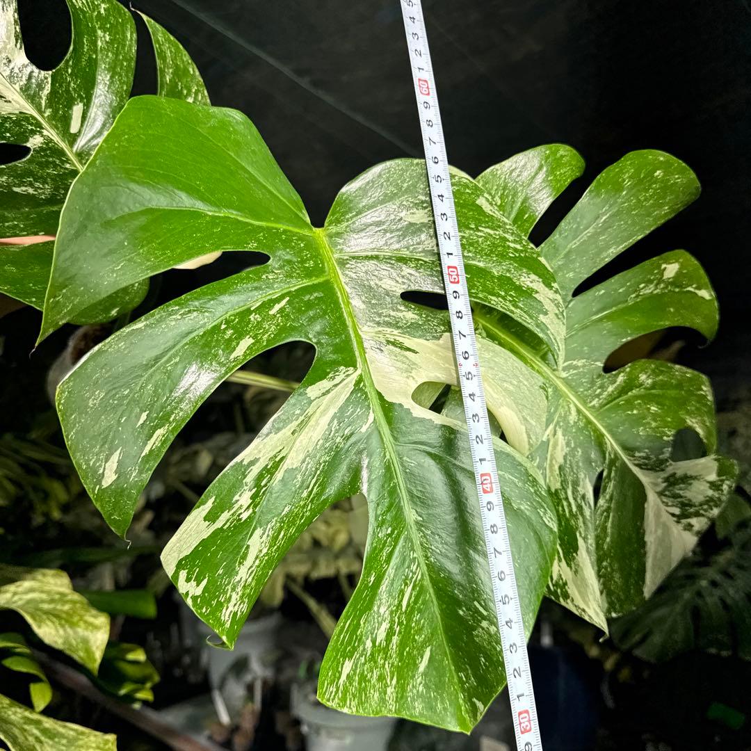 ALB7 モンステラ　ボルギシアナ　アルボ　ホワイトタイガー白斑　健康カット苗