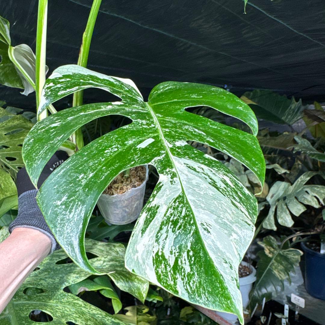 ALB7 モンステラ　ボルギシアナ　アルボ　ホワイトタイガー白斑　健康カット苗