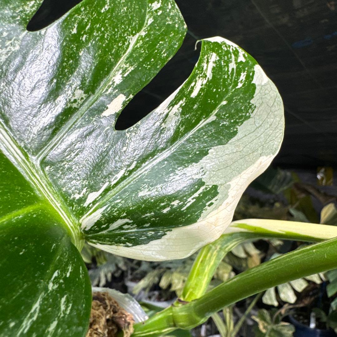 ALB7 モンステラ　ボルギシアナ　アルボ　ホワイトタイガー白斑　健康カット苗