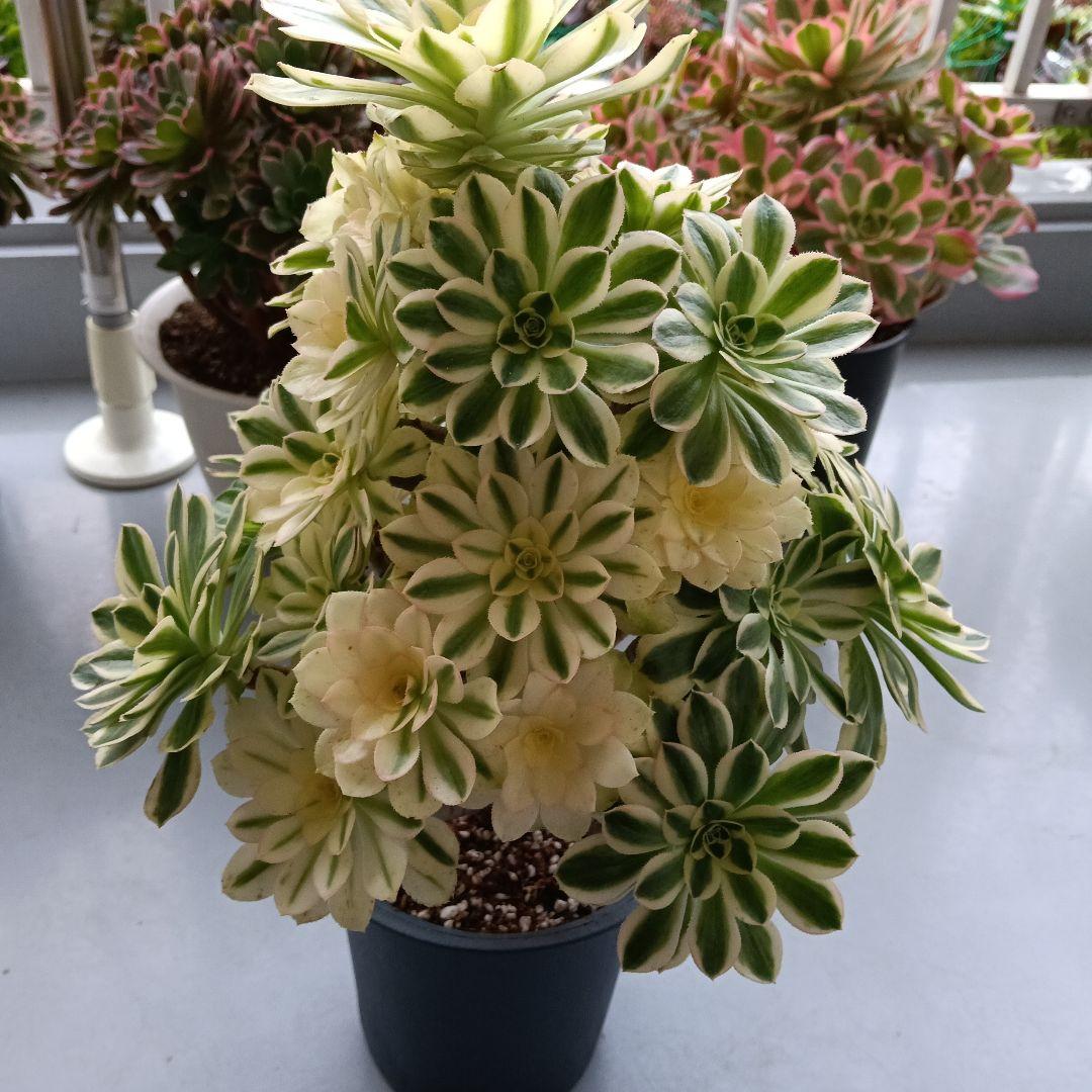 アエオニウム　抜き苗シニア群生6500