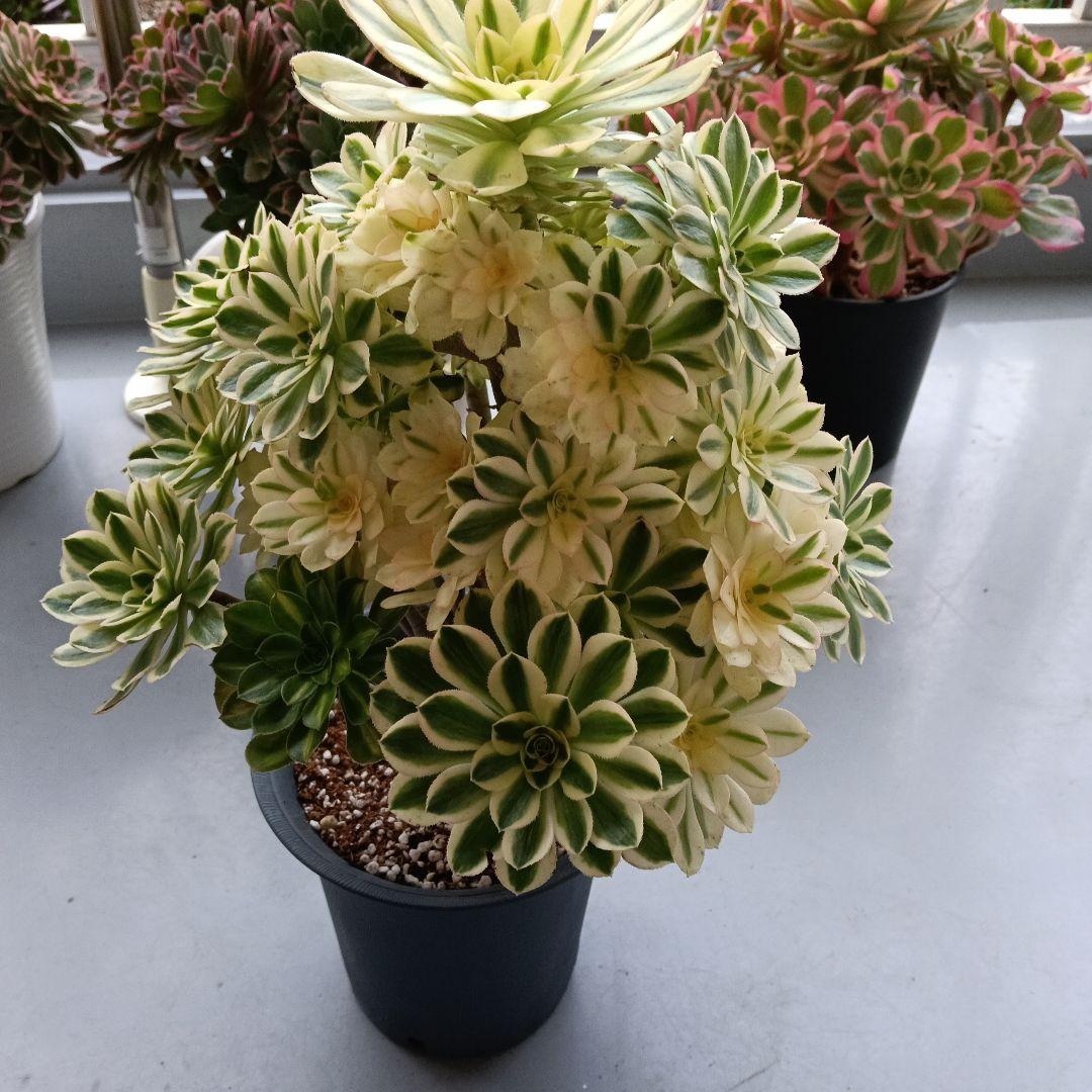 アエオニウム　抜き苗シニア群生6500