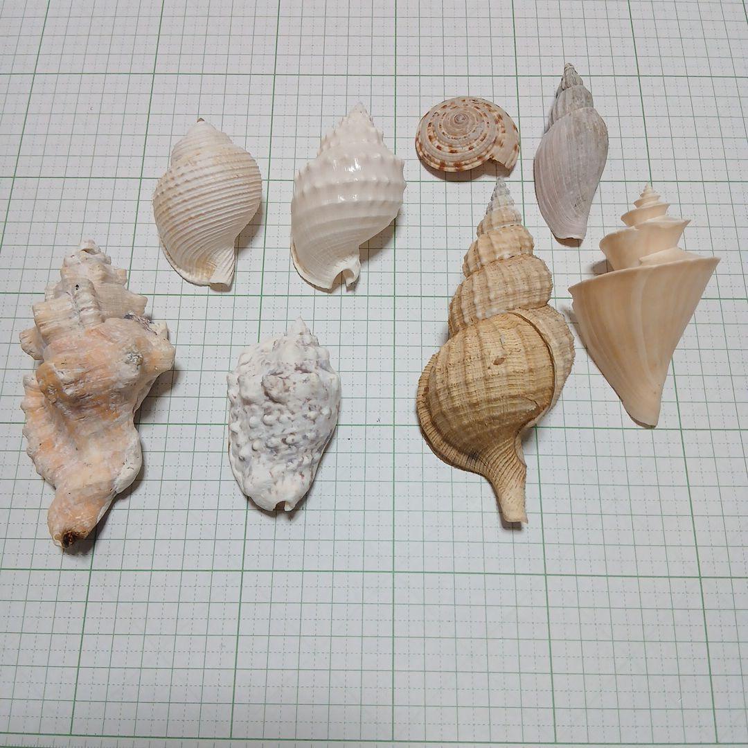 貝殻まとめ売り23