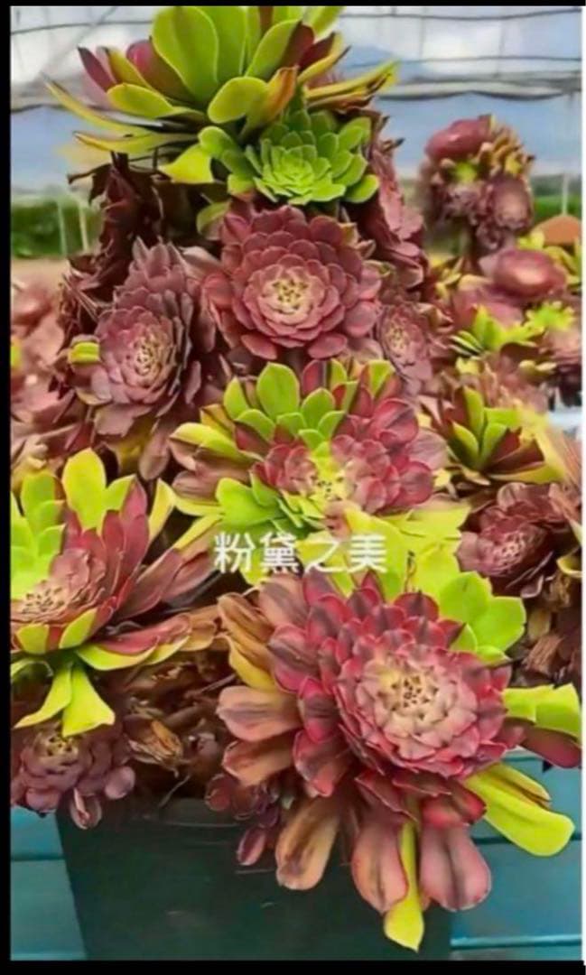 植物アエオニウム錦❤️花顏ピンクディジー❤️