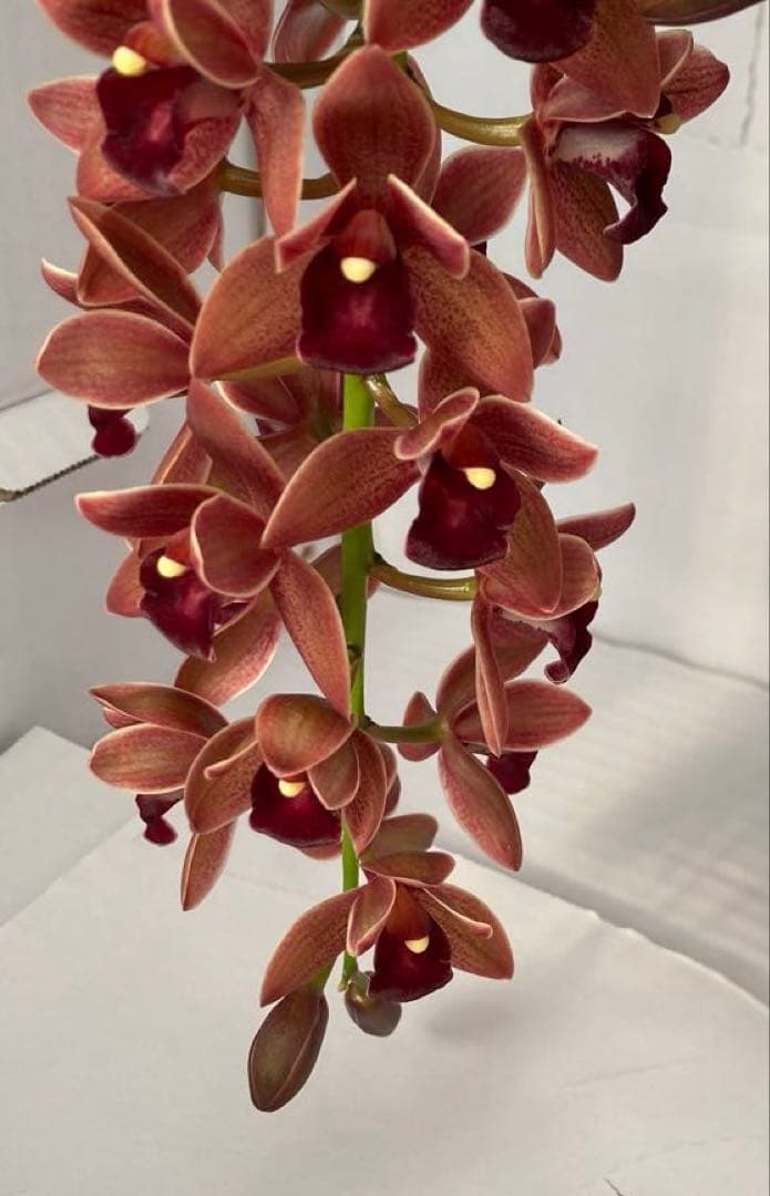 ドロシースティックスティル　フォアゴットンフルーツ③