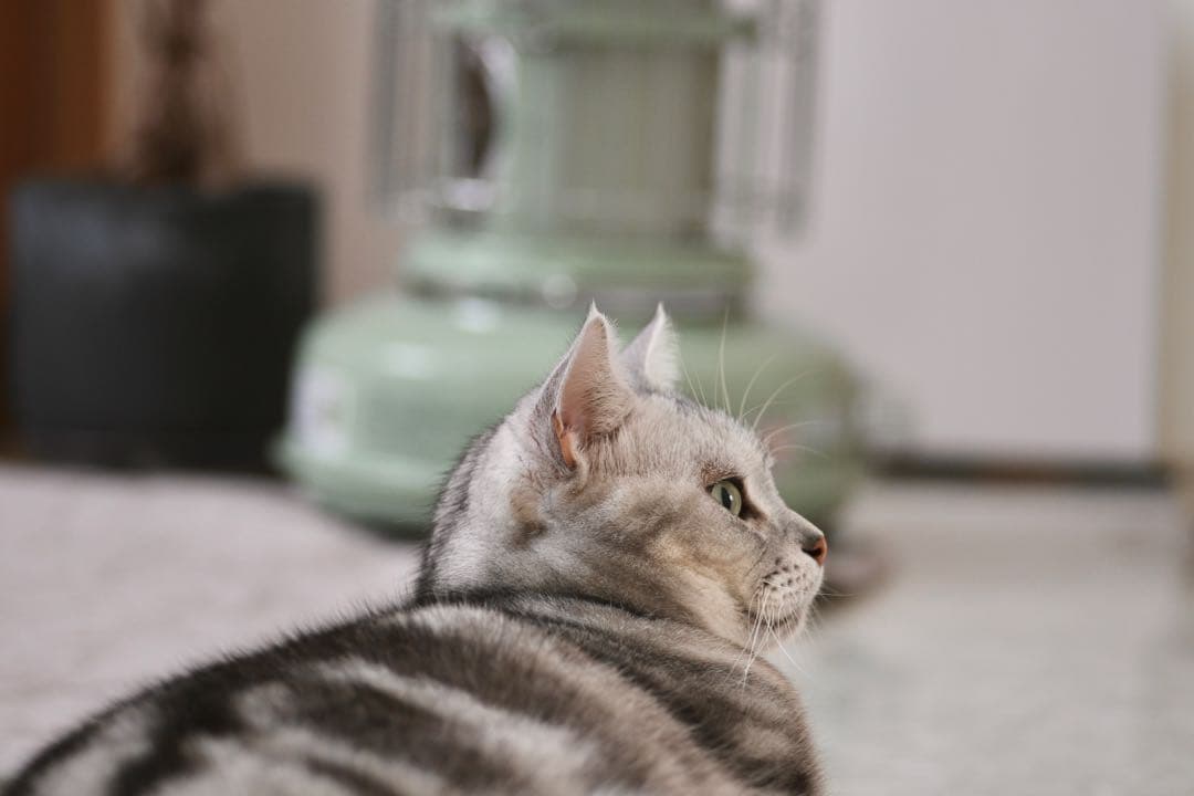 日曜SALE★アダプター付 CarlZeiss Sonnar 90/2.8作例有