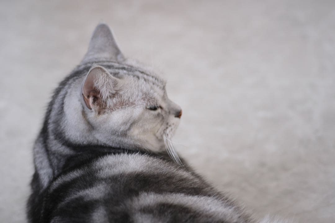 日曜SALE★アダプター付 CarlZeiss Sonnar 90/2.8作例有