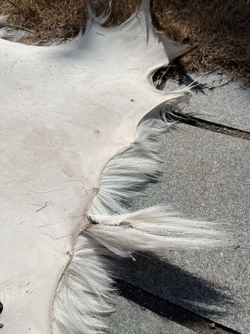 ニホンジカ♂毛皮（尾頭付） 25-5