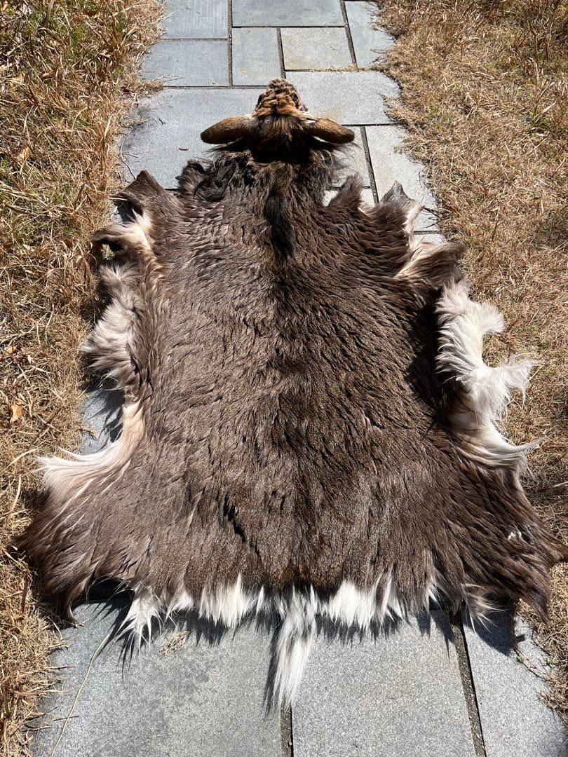 ニホンジカ♂毛皮（尾頭付） 25-5