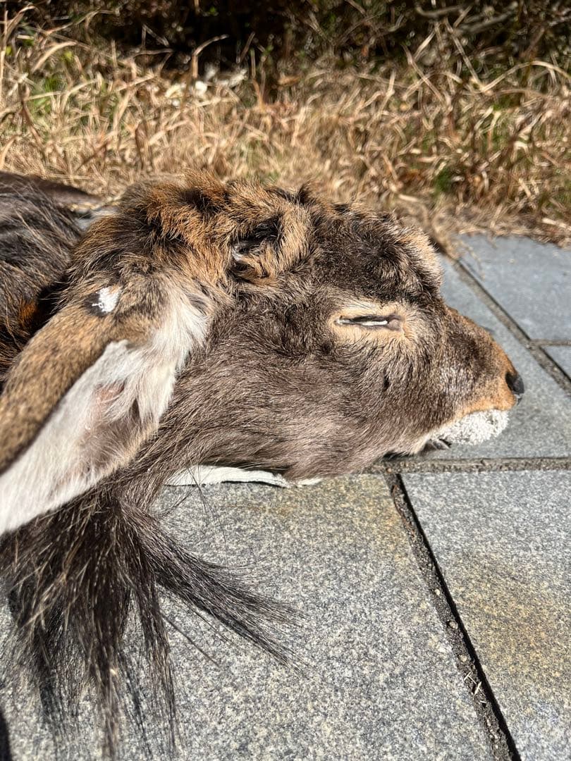 ニホンジカ♂毛皮（尾頭付） 25-5