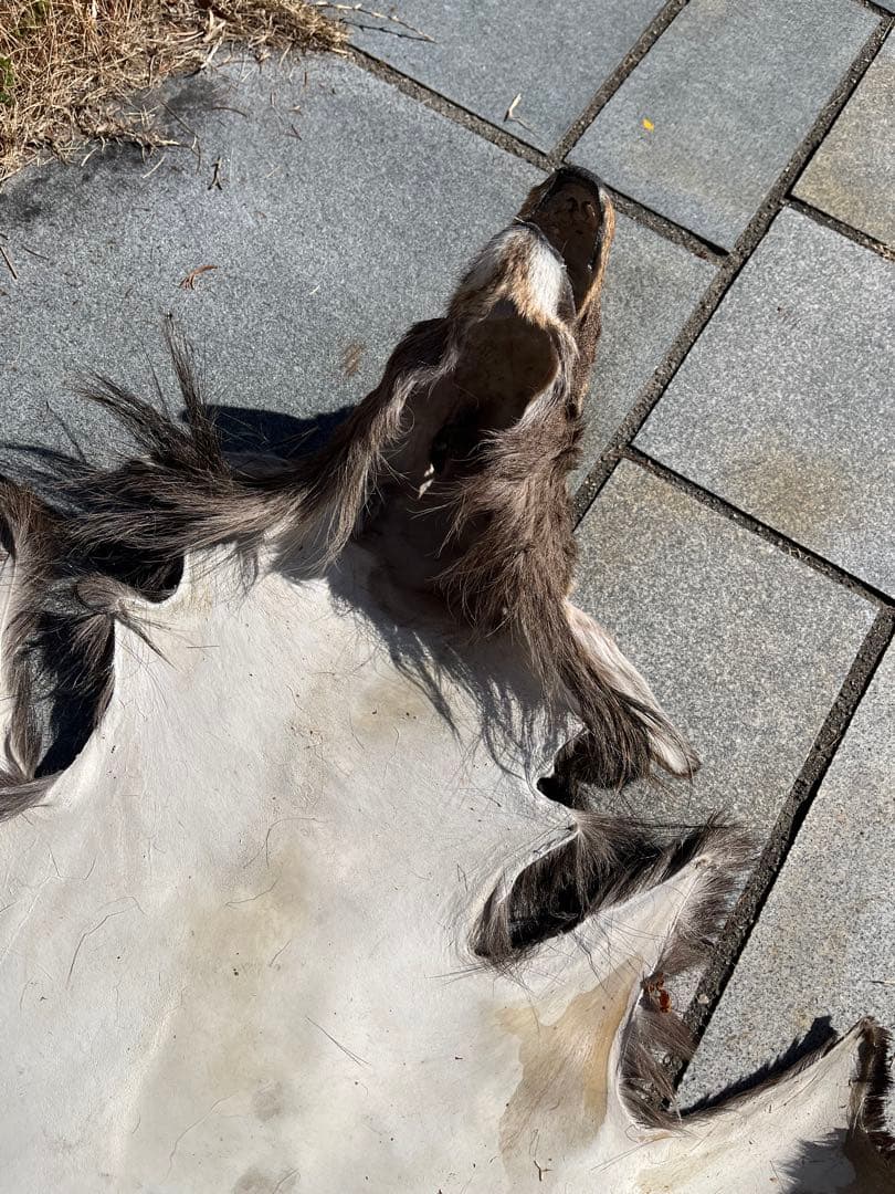 ニホンジカ♂毛皮（尾頭付） 25-5