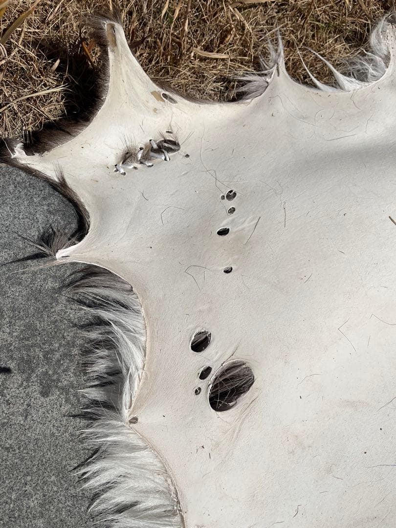 ニホンジカ♂毛皮（尾頭付） 25-5