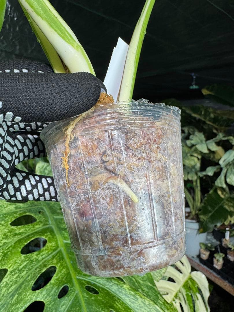 J4 モンステラ　ボルギシアナ　アルボ　ホワイトタイガー白斑　健康カット苗