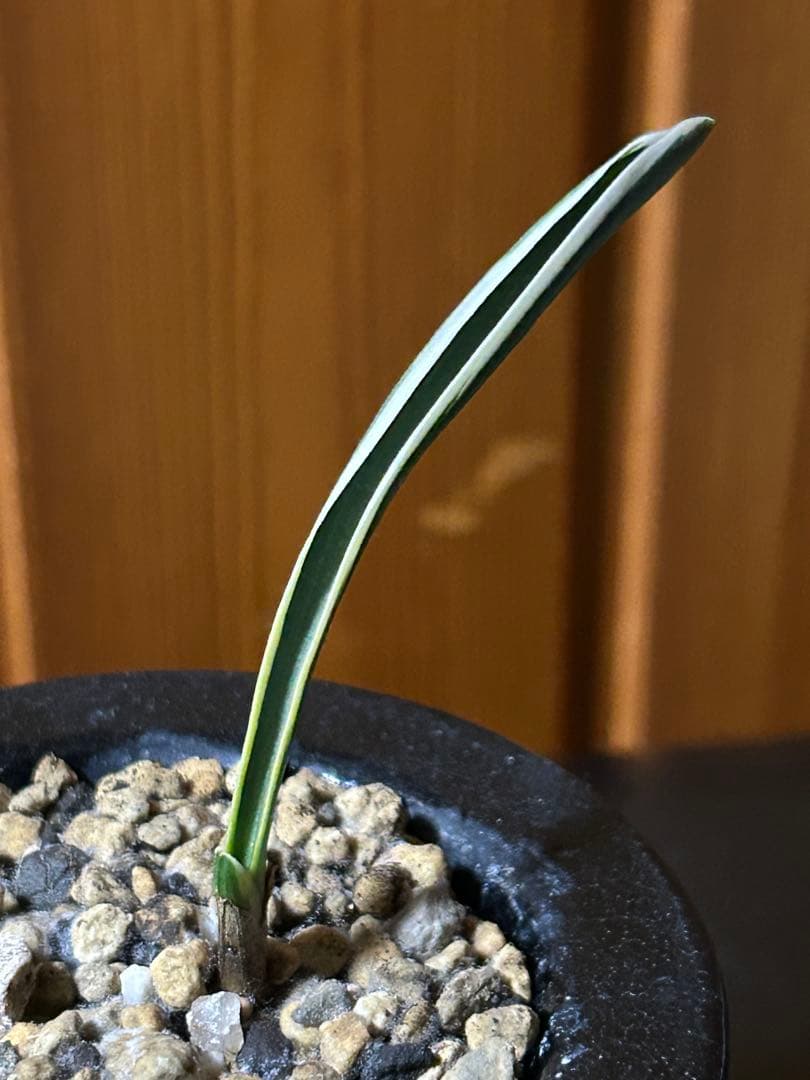 ⭕️超希少　万年青　天錦章（てんきんしょう）これからの成長に期待