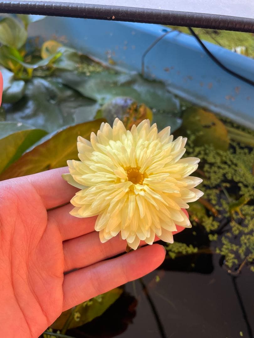 熱帯睡蓮　goldenfriendship バルブ