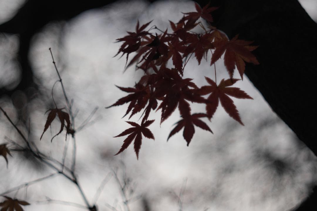 値下げ不可 Chinon Auto Macro MCM 55mm f1.7 富岡
