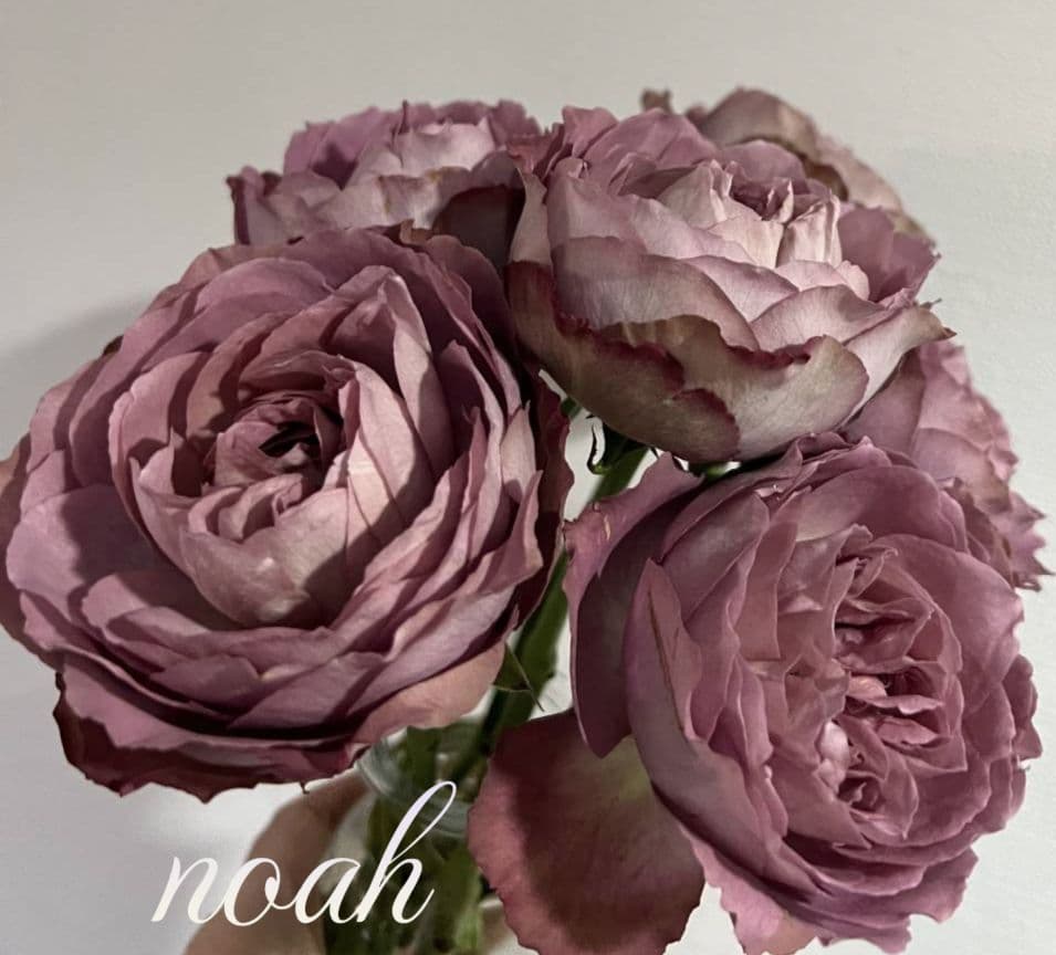 emiriさま　3点　バラ