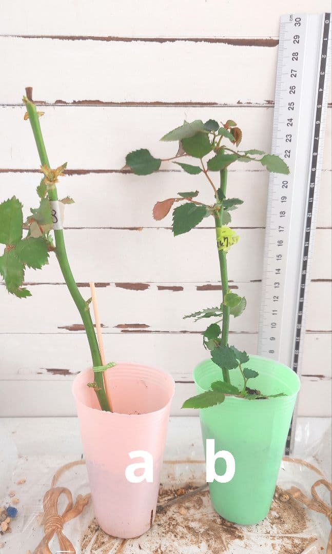 emiriさま　3点　バラ