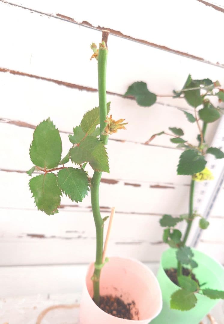 emiriさま　3点　バラ