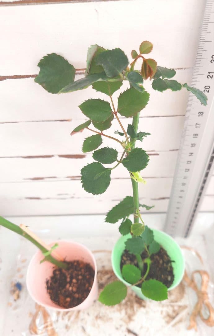 emiriさま　3点　バラ