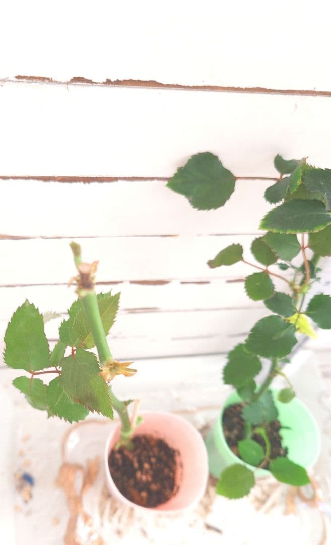 emiriさま　3点　バラ