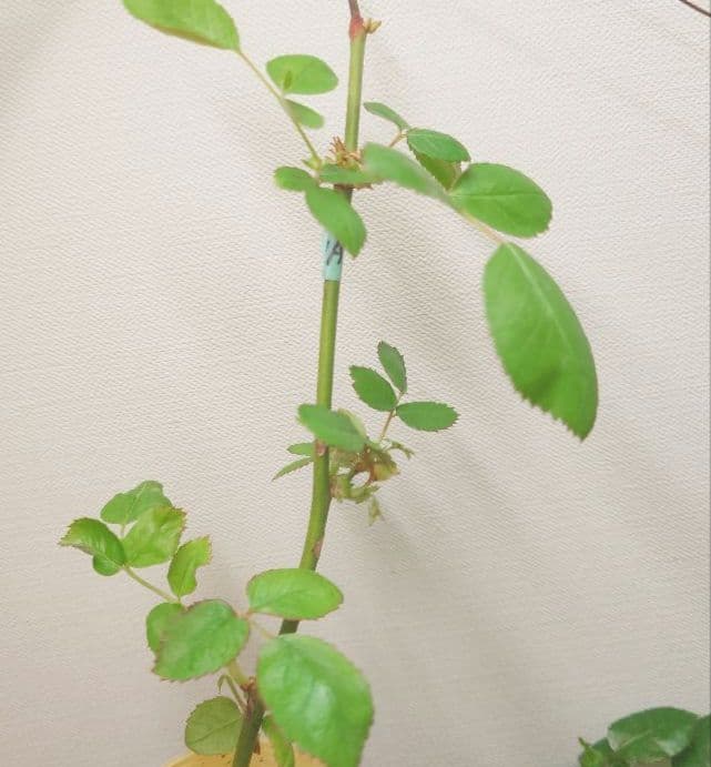 emiriさま　3点　バラ