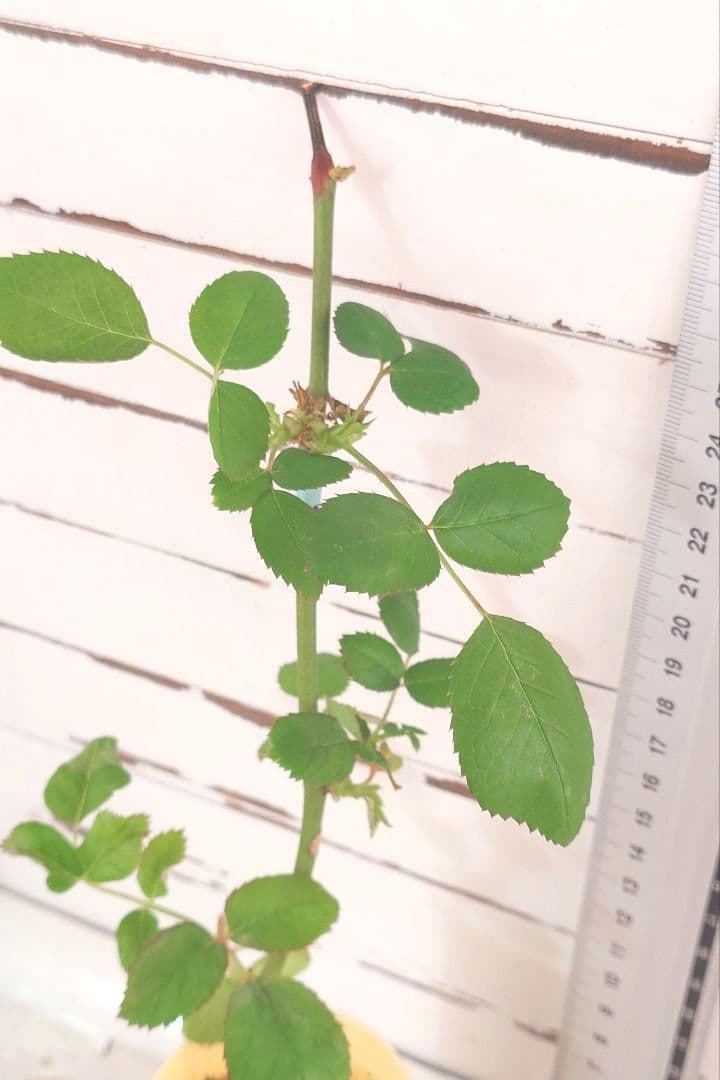emiriさま　3点　バラ
